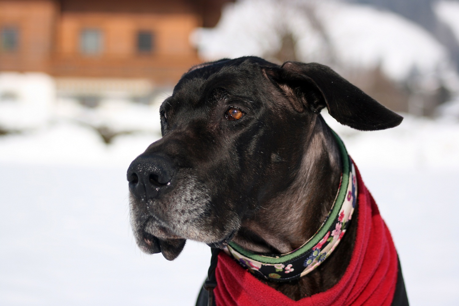 Lebe wohl mein Seelenhund ...