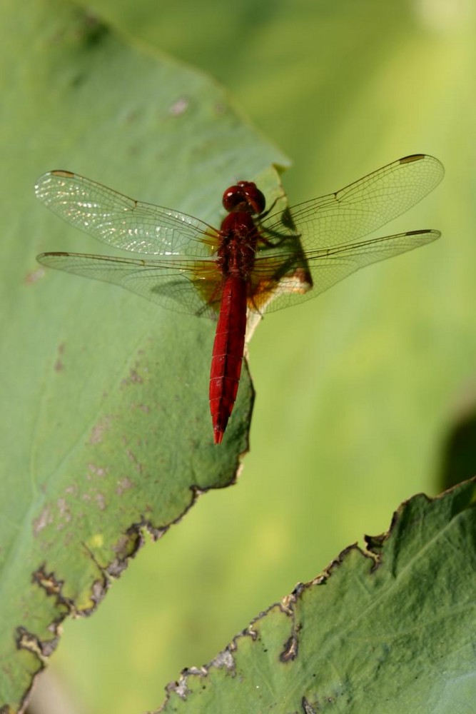 Lebelluele au repos