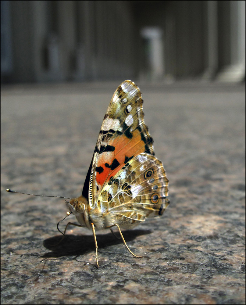 "Leben allein genügt nicht, sagte der Schmetterling, ..."