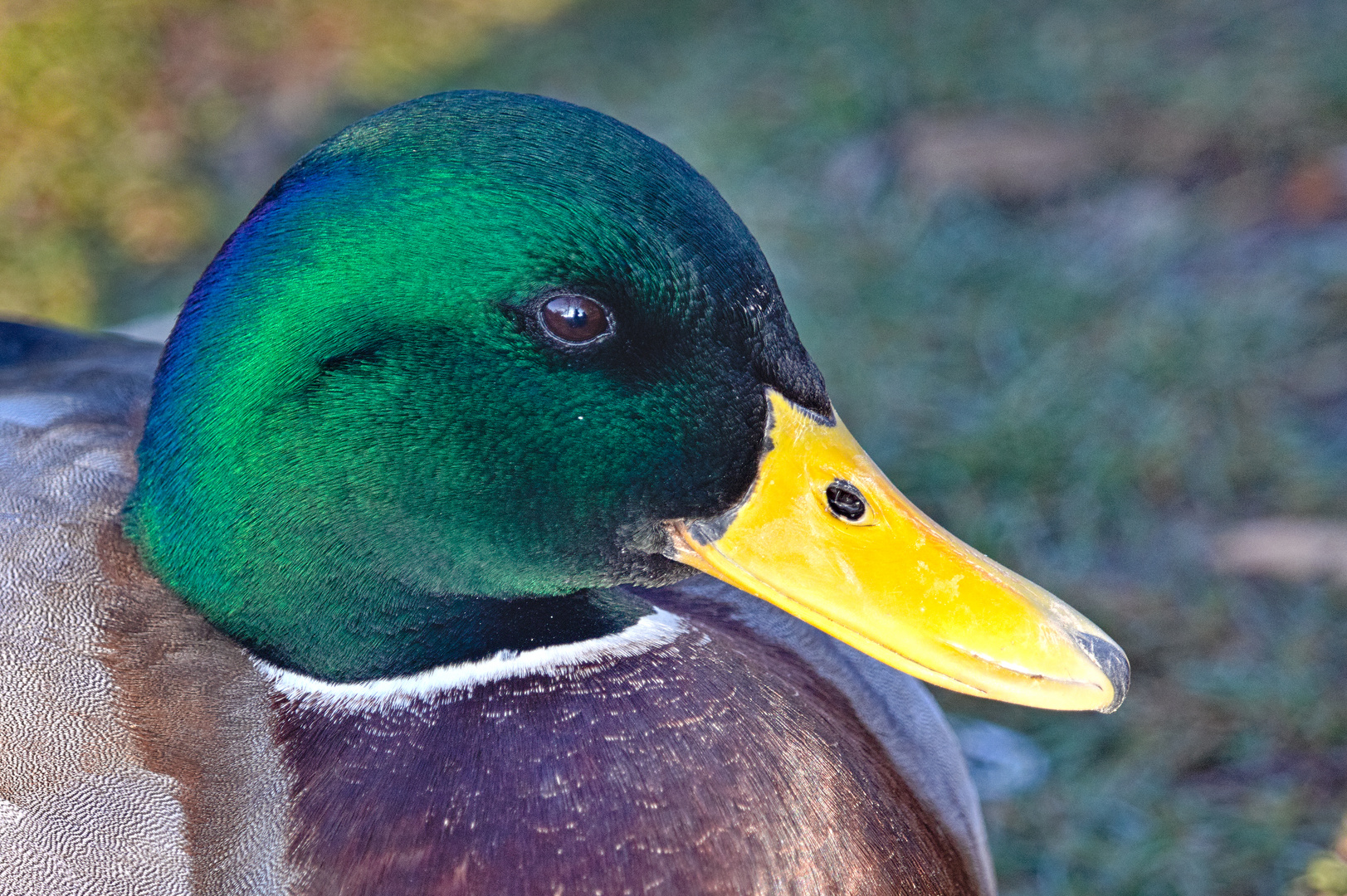 Leben am Alzeyer Weiher