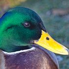 Leben am Alzeyer Weiher