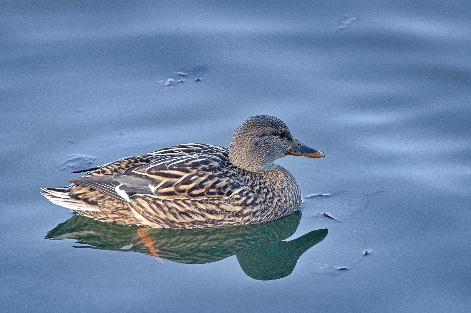 Leben am Alzeyer Weiher