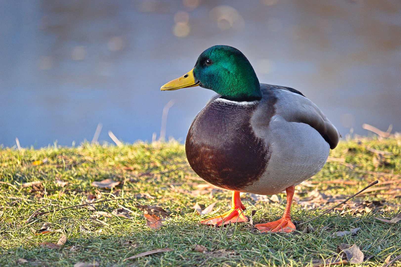 Leben am Alzeyer Weiher