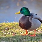 Leben am Alzeyer Weiher