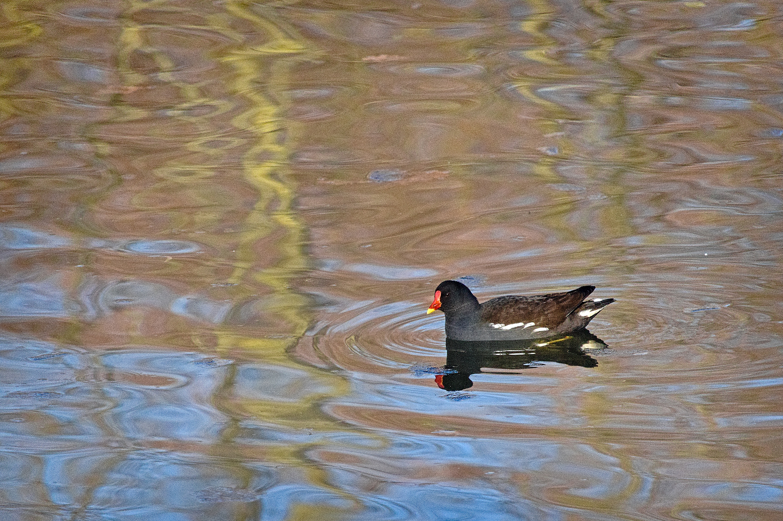 Leben am Alzeyer Weiher