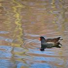 Leben am Alzeyer Weiher