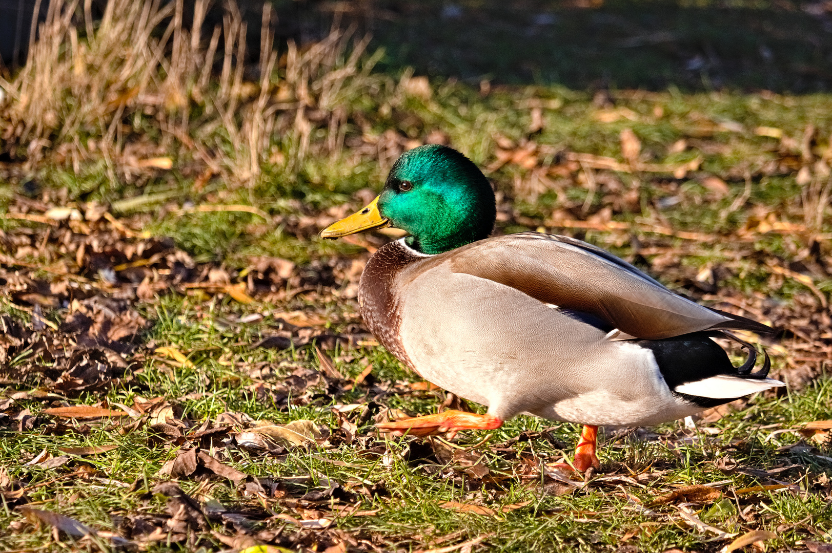 Leben am Alzeyer Weiher