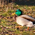 Leben am Alzeyer Weiher