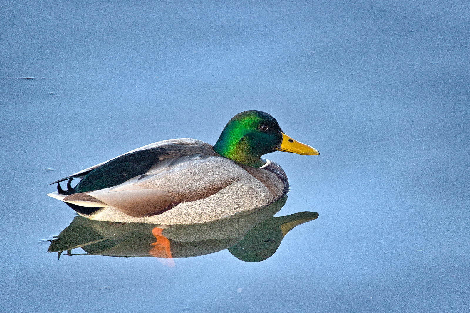 Leben am Alzeyer Weiher