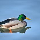 Leben am Alzeyer Weiher