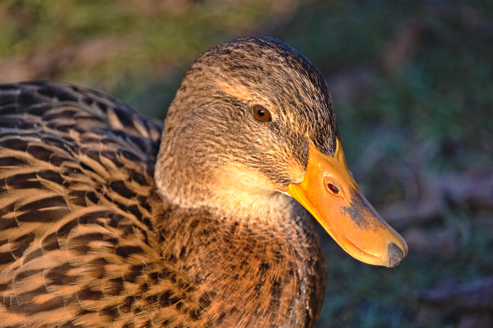 Leben am Alzeyer Weiher