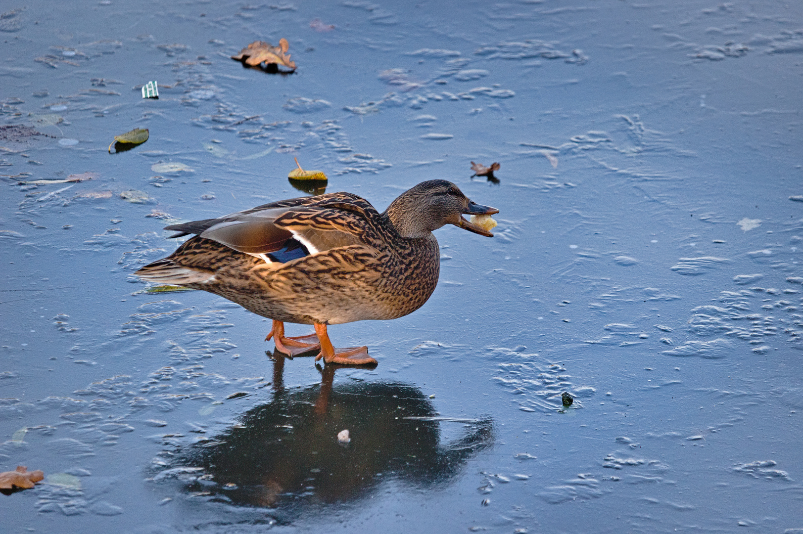 Leben am Alzeyer Weiher