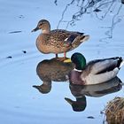 Leben am Alzeyer Weiher