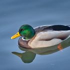 Leben am Alzeyer Weiher