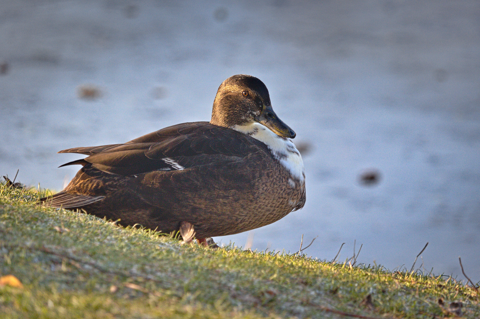 Leben am Alzeyer Weiher