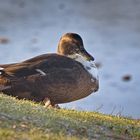 Leben am Alzeyer Weiher