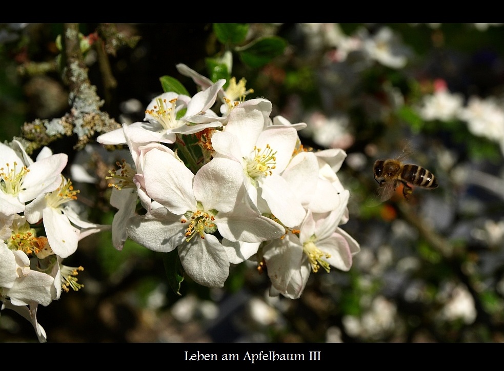 Leben am Apfelbaum