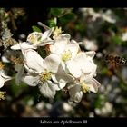 Leben am Apfelbaum