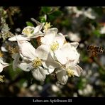 Leben am Apfelbaum