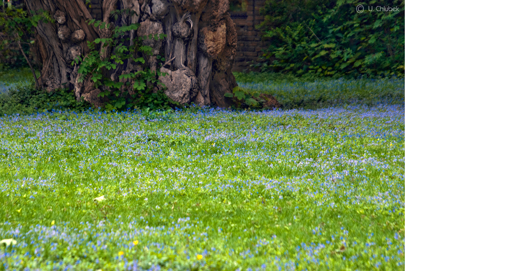 leben am baum #2