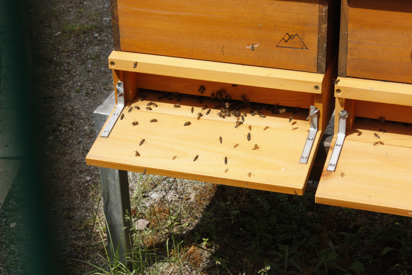 Leben am Bienenstock 2