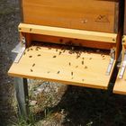 Leben am Bienenstock 2