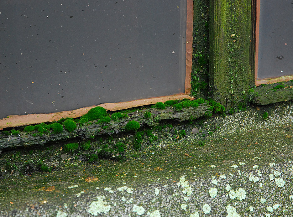 Leben am Fenster