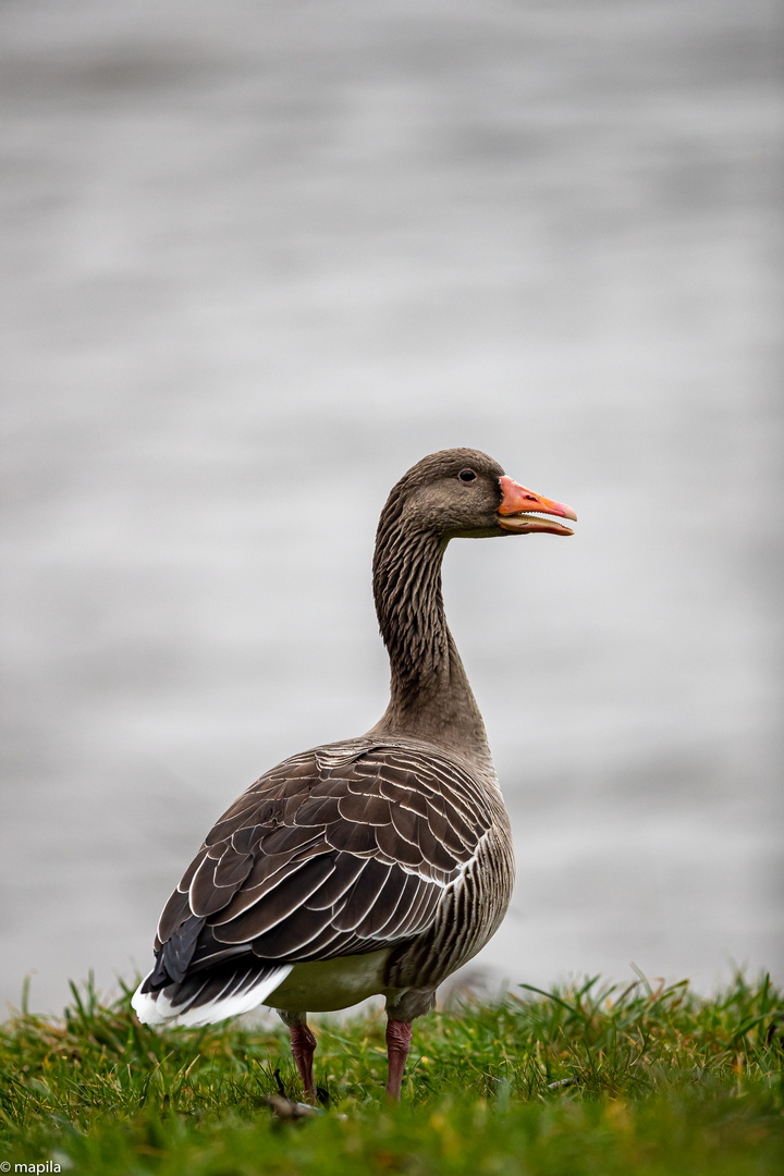 ——— Leben am Fluss ———