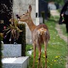 Leben am Friedhof