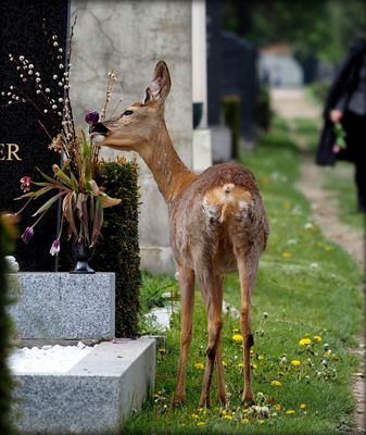 Leben am Friedhof