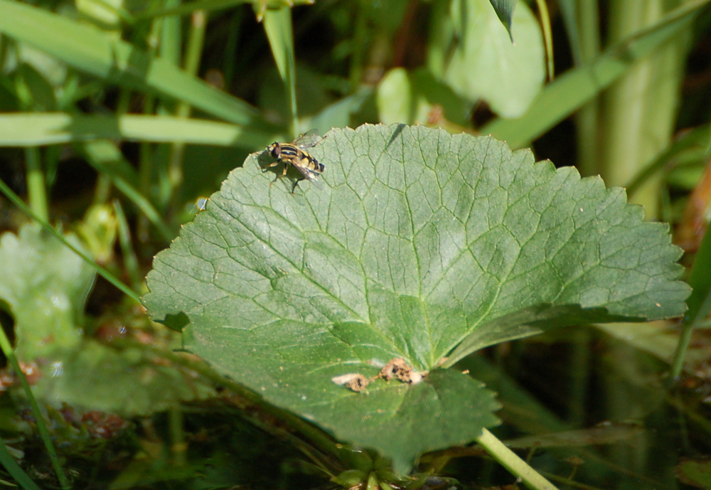 Leben am Gartenteich.....3 Foto & Bild tiere, wildlife, insekten