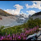 Leben am Gletscher II