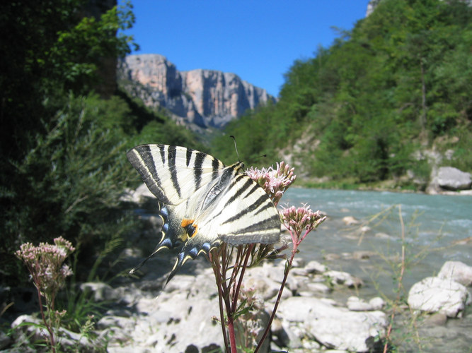 Leben am Grunde der Schlucht