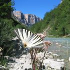 Leben am Grunde der Schlucht