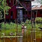 leben am inle see, burma 2011