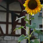 Leben am Marktplatz