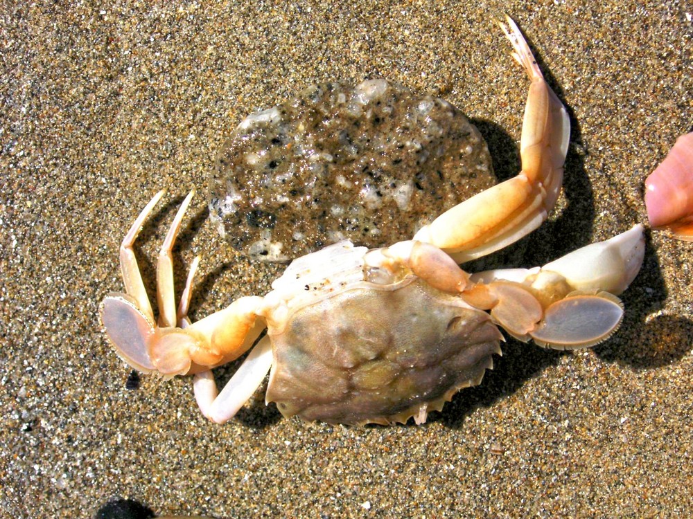 Leben am Meer Foto & Bild tiere, natur Bilder auf