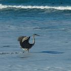 ...Leben am Melbourne Beach