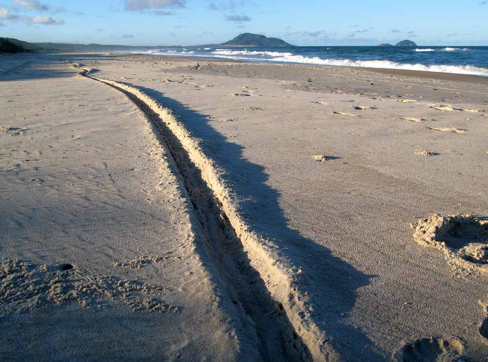 Leben am Strand