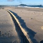 Leben am Strand