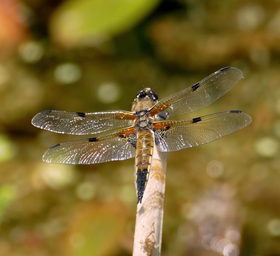 Leben am Teich Foto & Bild tiere, wildlife, libellen Bilder auf