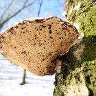 Leben am toten Baum