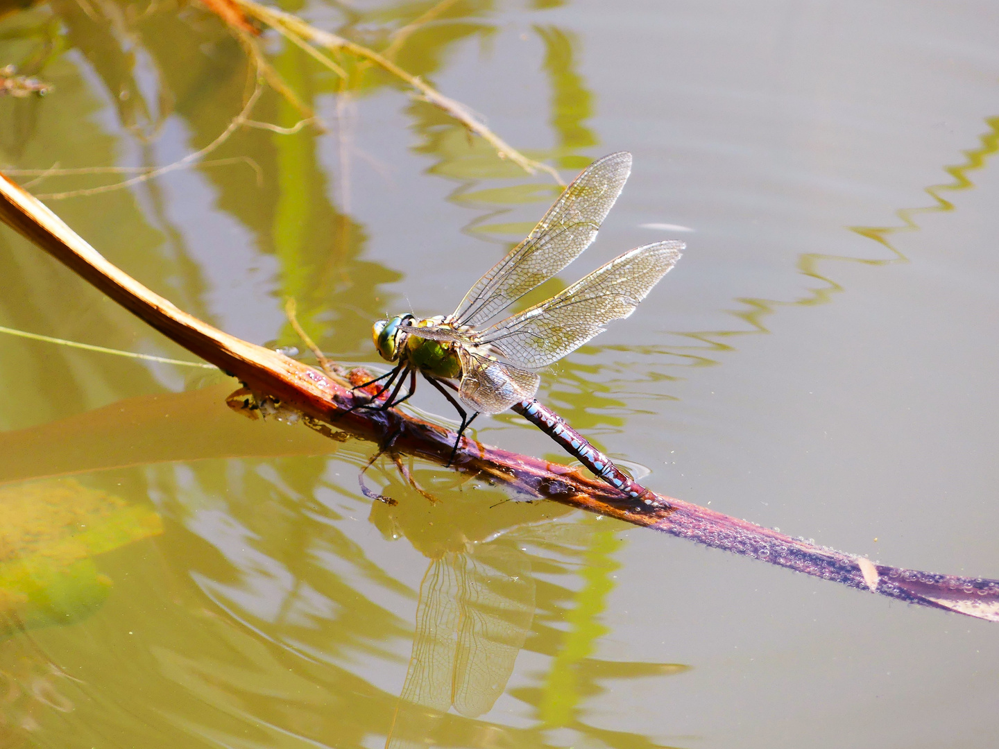 Leben am und im Teich