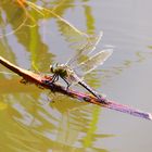 Leben am und im Teich