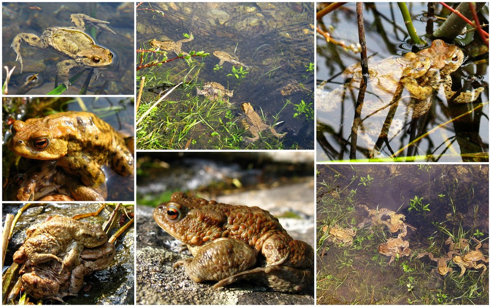 Leben am und im Weiher