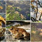 Leben am und im Weiher