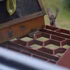 Leben am Vogelhäuschen