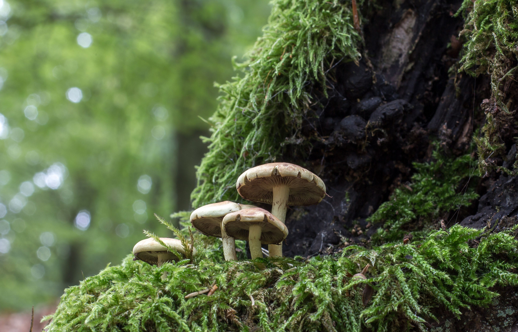 Leben am Waldboden 2