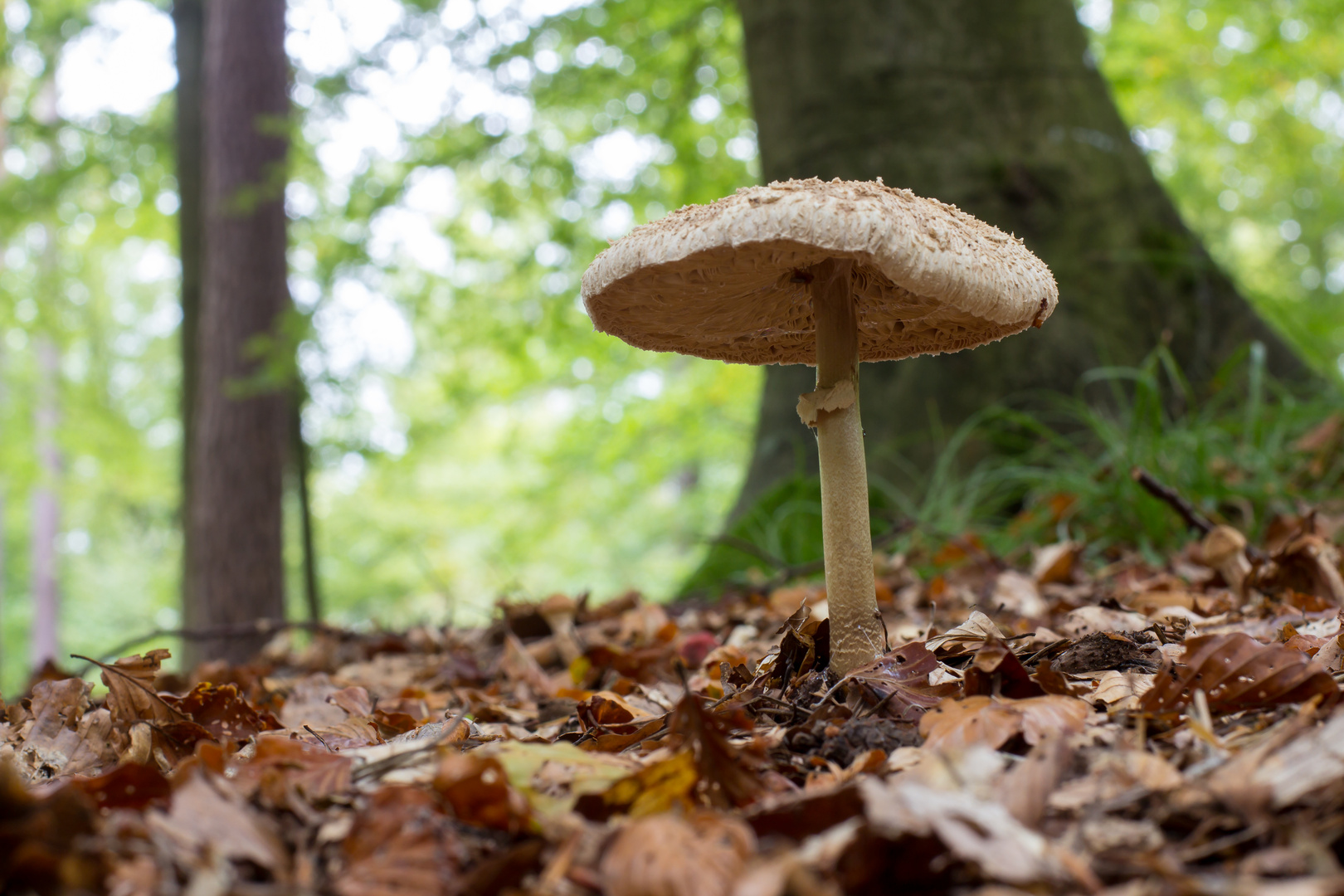 Leben am Waldboden 4