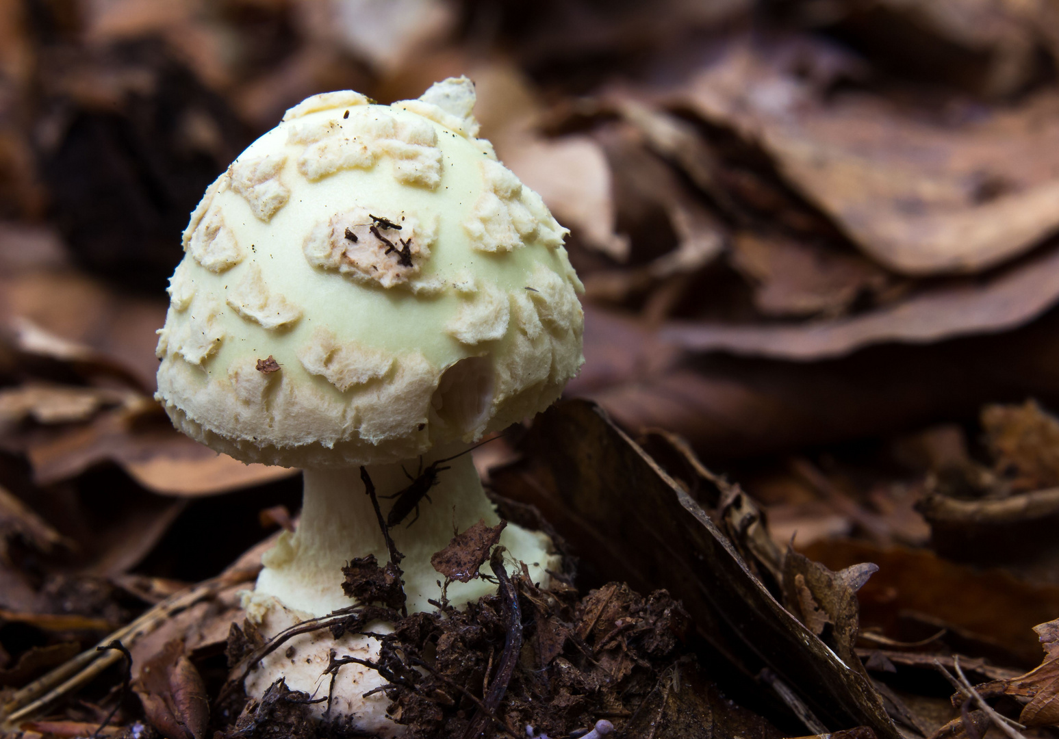 Leben am Waldboden 5